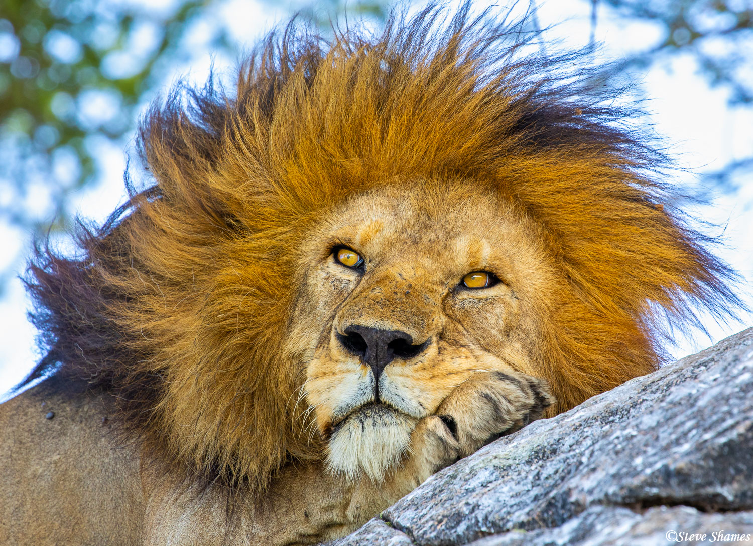 Our lion Ziggy, taking a little rest in the shade.