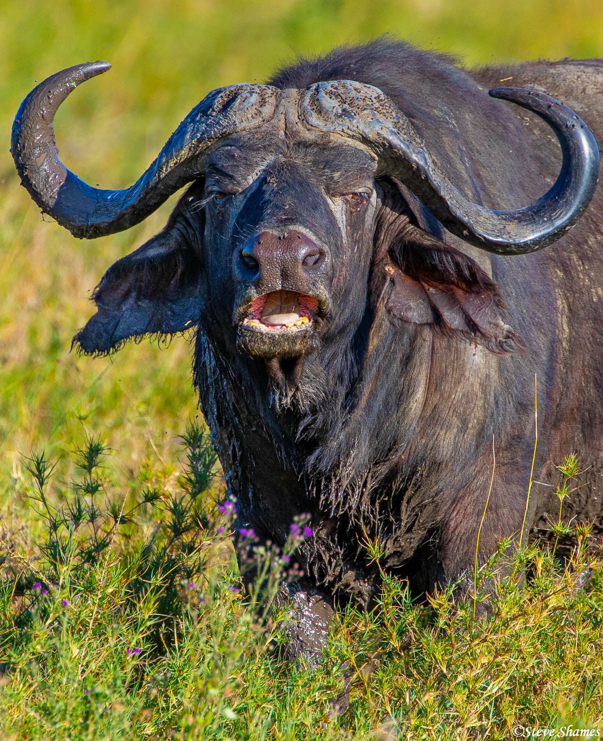 The unique look of a cape buffalo. This guys horns are covered in mud and flies.