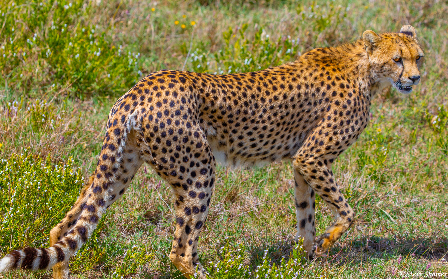 A cheetah on the move. He caught a rabbit right after this picture was taken.