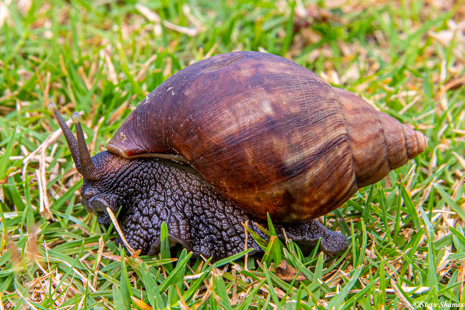 Here is the biggest snail I have ever seen. The African giant land snail. I could have held him and he would have pretty much...