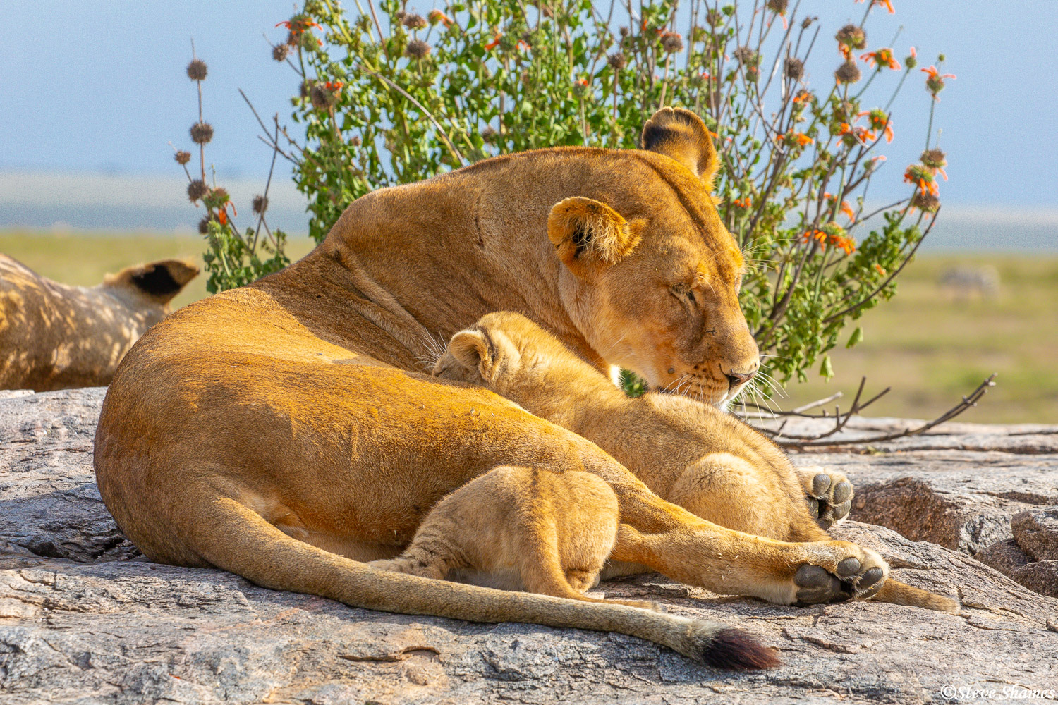 Lion cubs nursing from mama lioness. Lions make such good mothers.