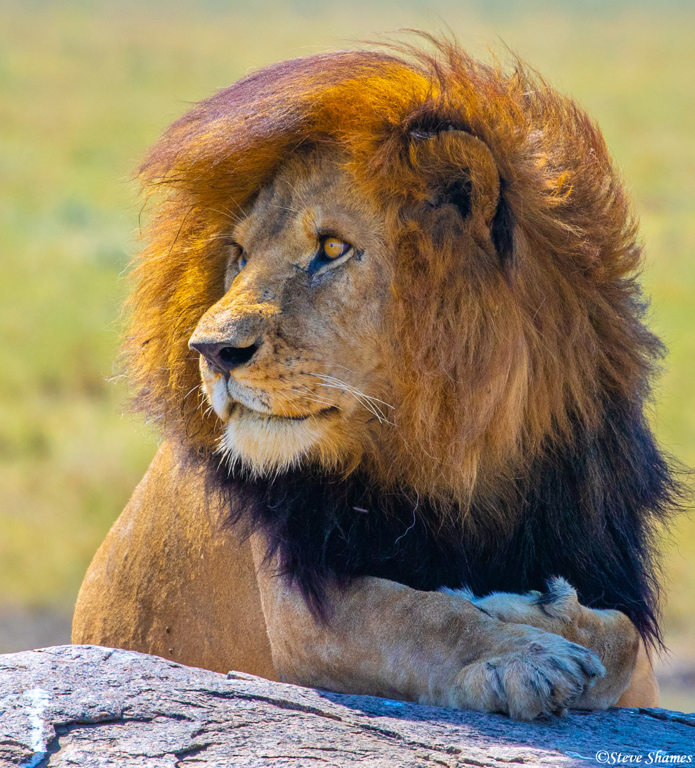 A side view portrait of an African lion.
