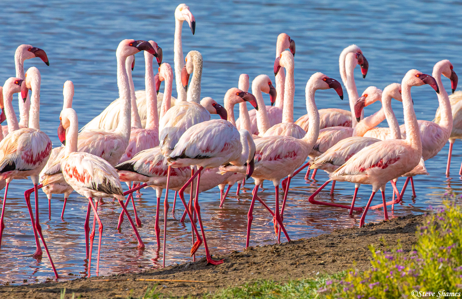 African pink flamingos in a Serengeti lake.