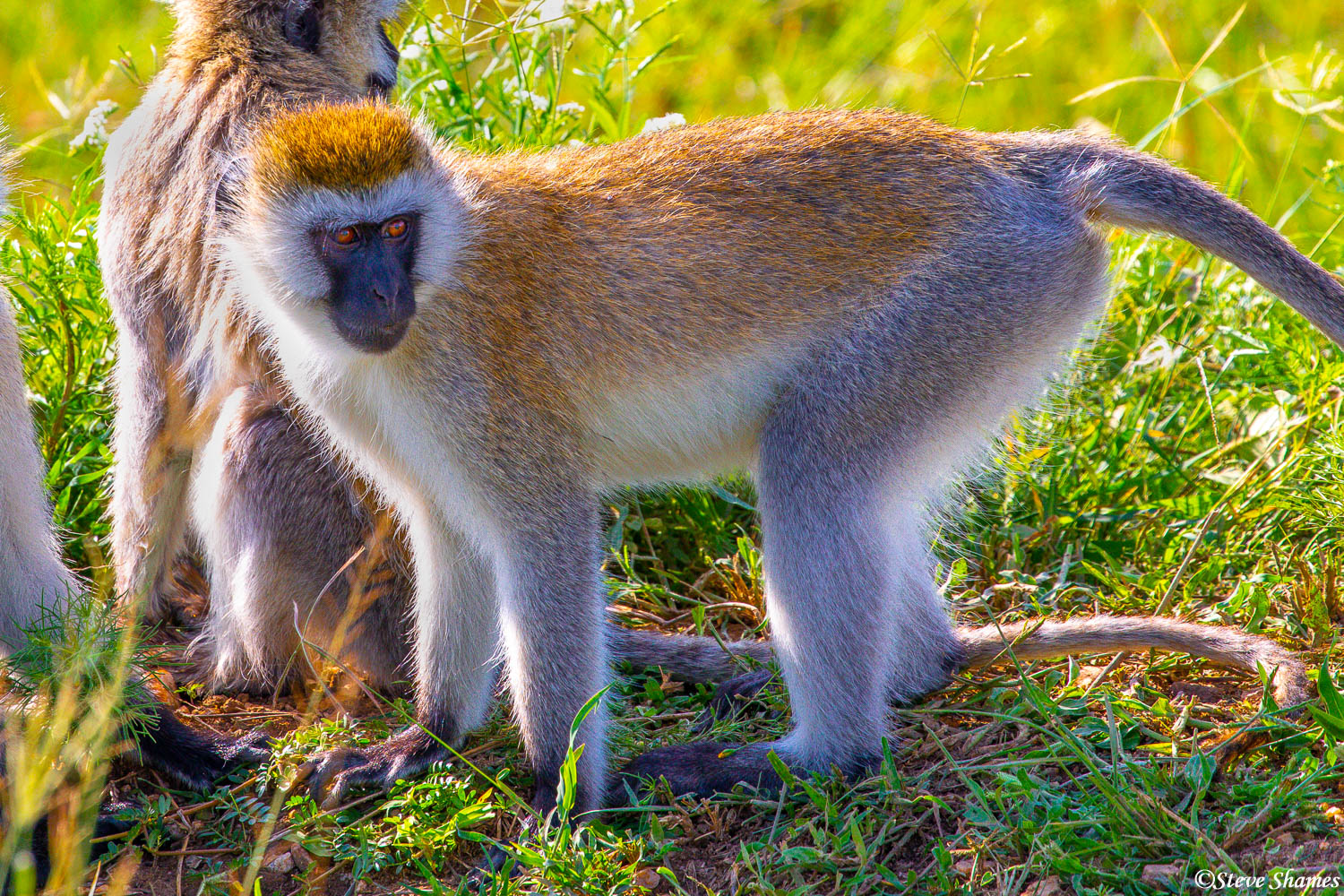 Other than the baboon, one of the most common monkeys in Africa -- the vervet monkey.