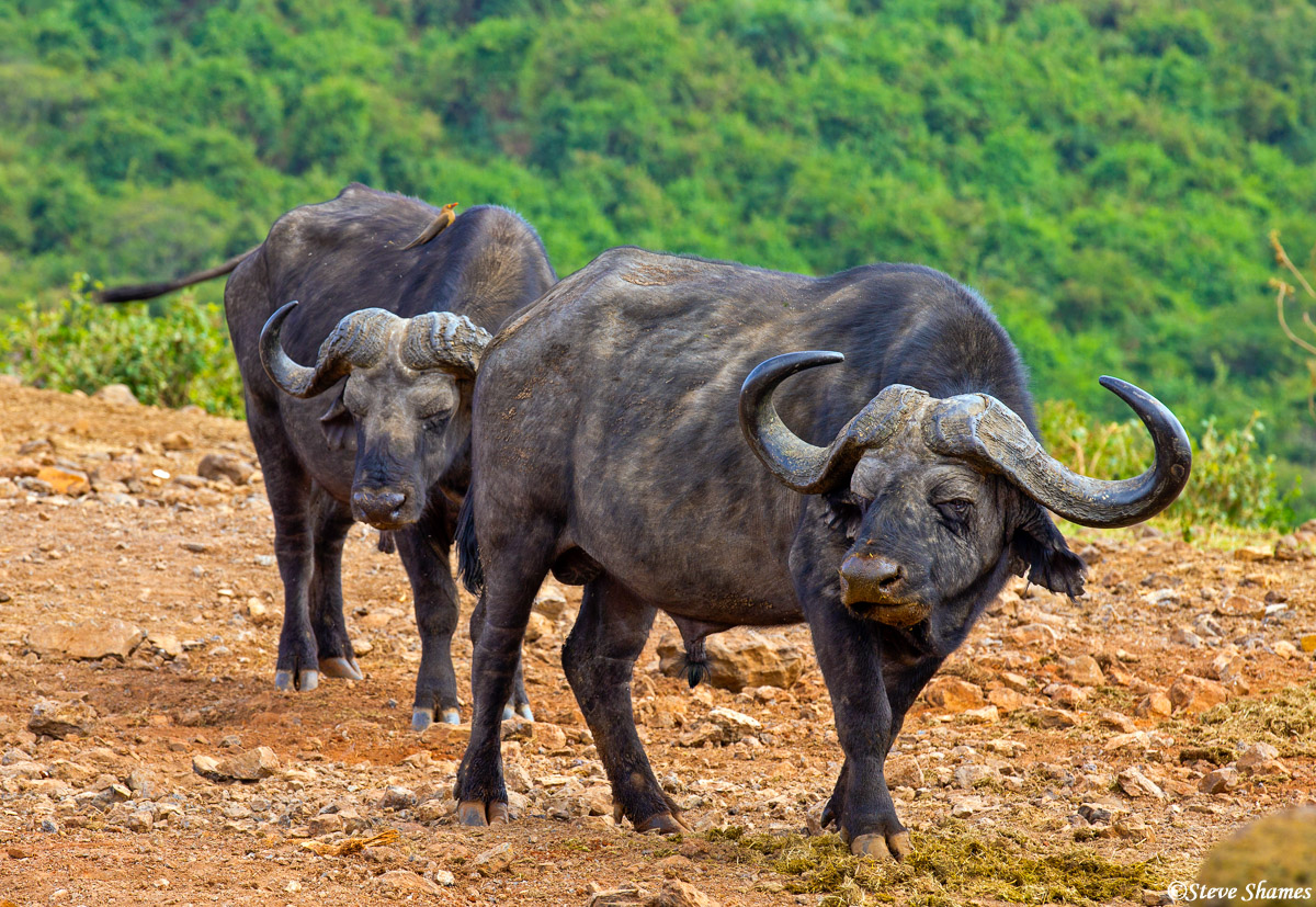 A couple of Cape Buffalo at Aberdare National Park. These are pretty solid beasts.
