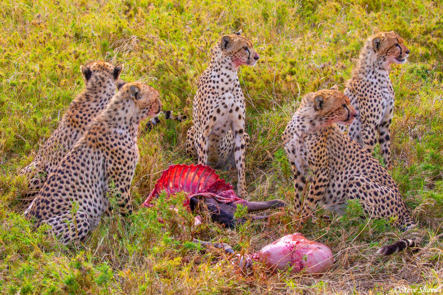Cheetahs eating. Looks like they have had their fill of this wildebeest.