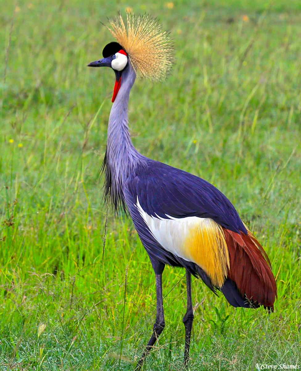 Crested crane bird at Masai Mara.