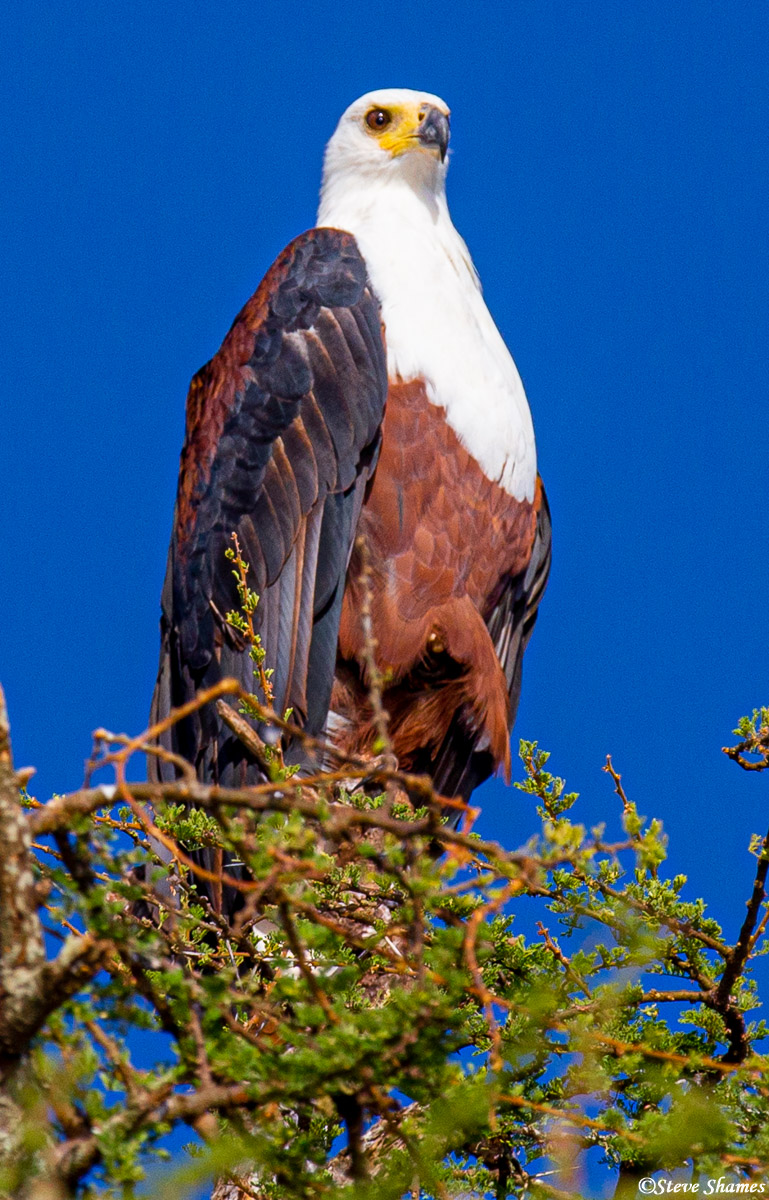 The African fish eagle - looks very similar to the American bald eagle.