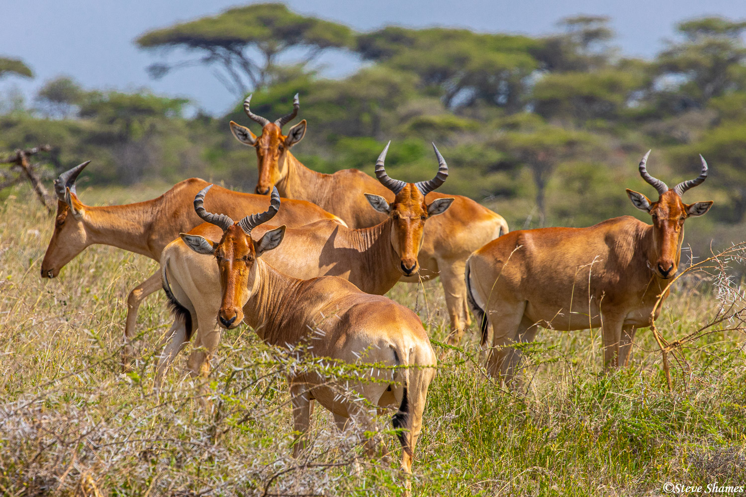 A small herd of hartebeest. I like the shape of their horns.