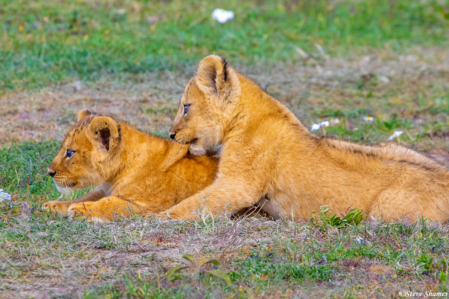 Lion cubs doing what they love to do -- playing!