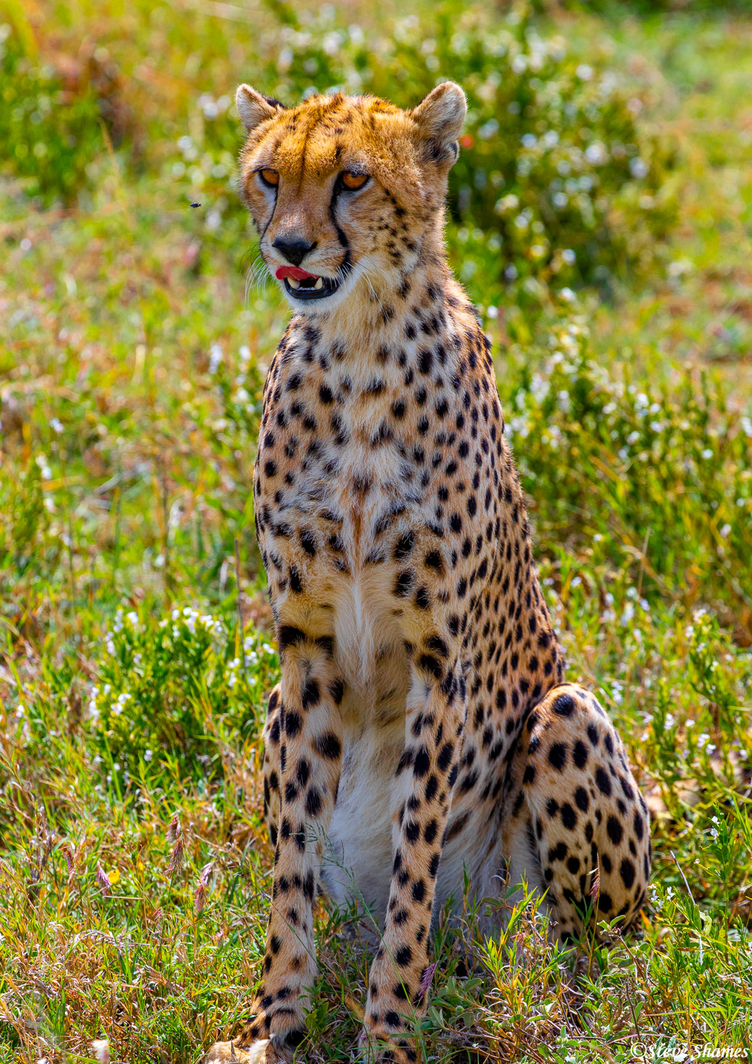 An African cheetah, surveying the landscape for a meal.