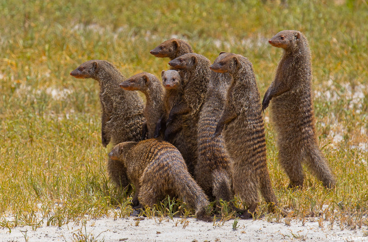 The mongoose like to stand in unison and look around. So many dangers out here, especially from large birds of prey.