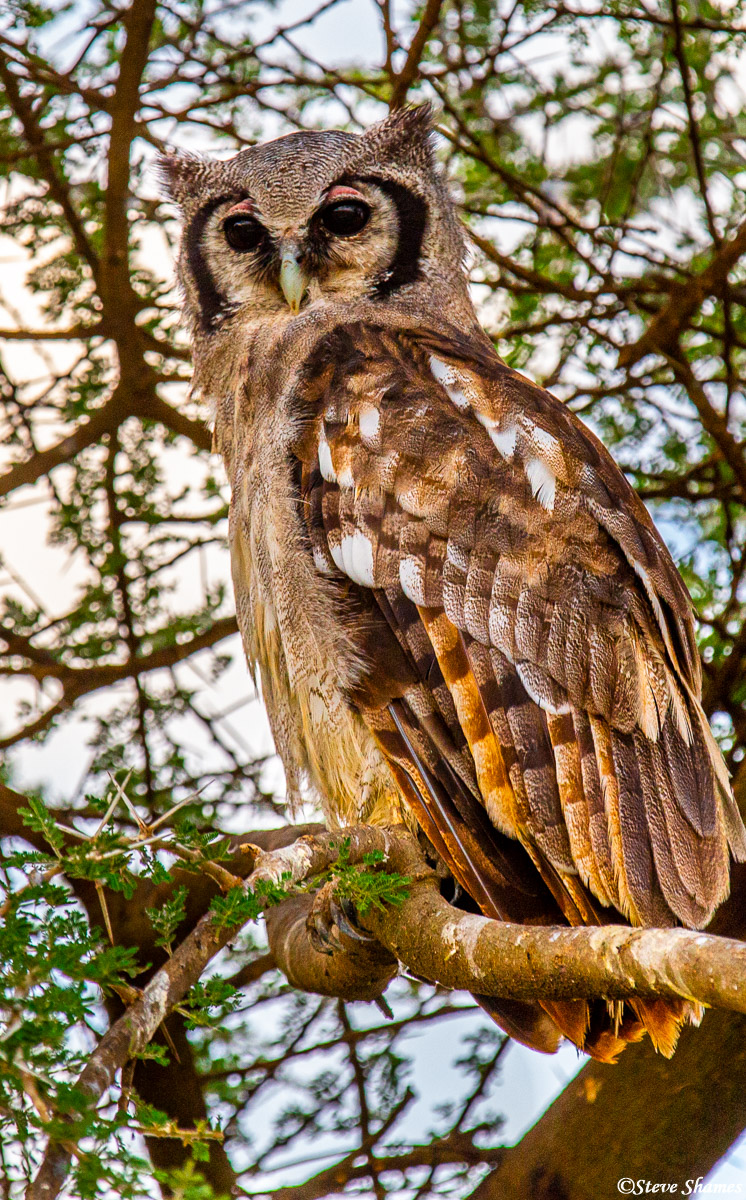 Not sure what the exact species was, but this was a very big owl.