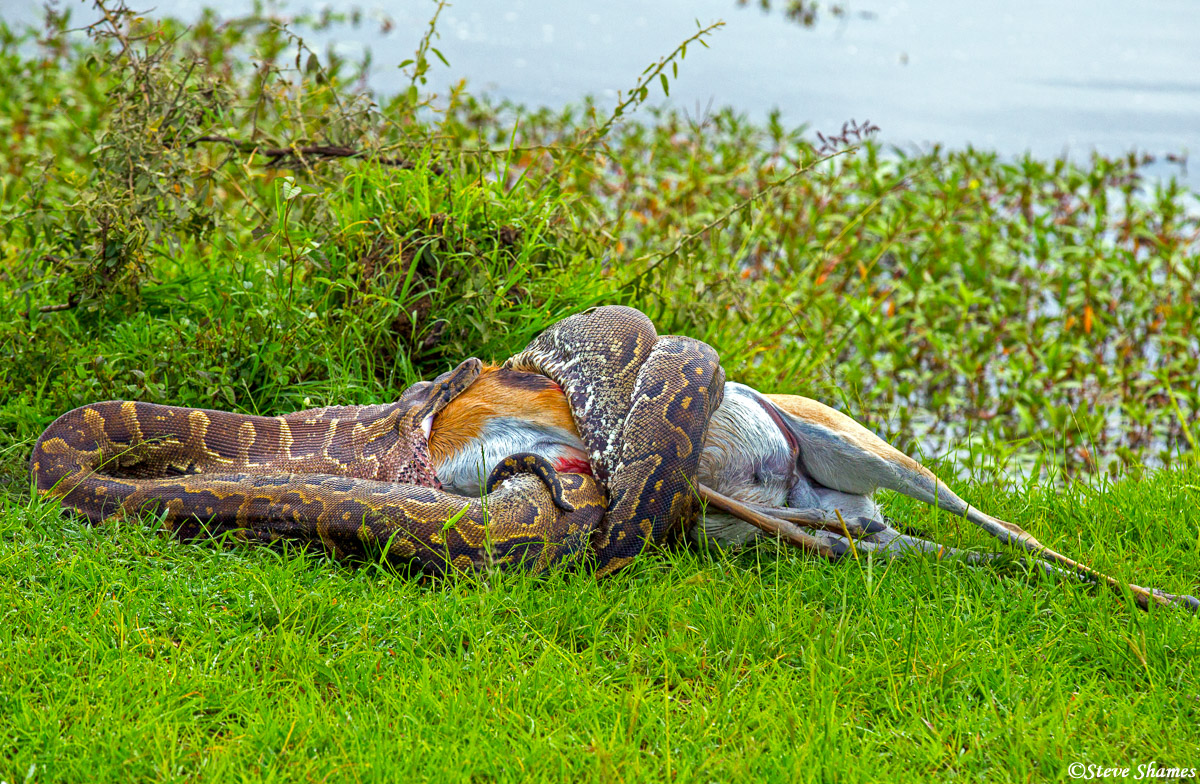 We came across a large African python attempting to swallow a gazelle. I don't know how they can do it, but they do - horns and...