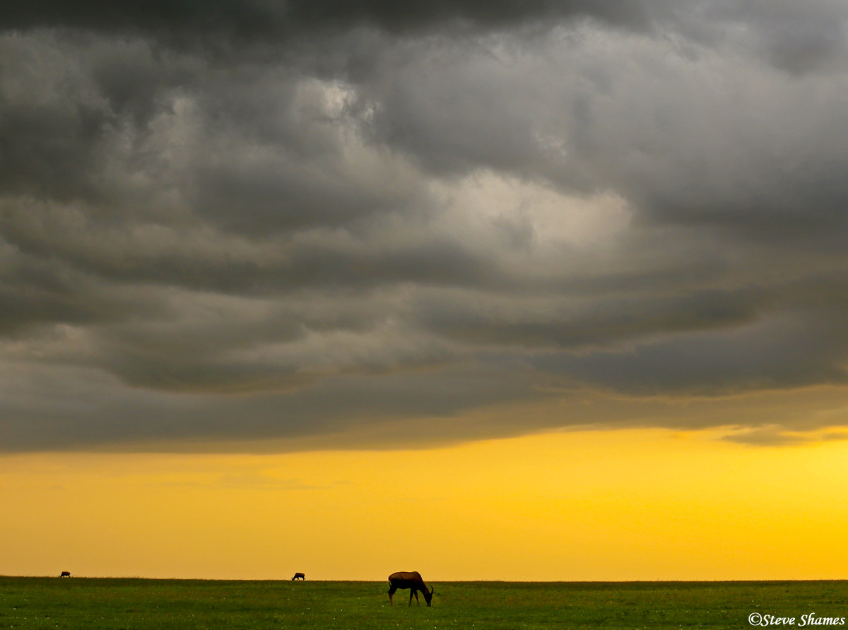 Just before sunset at Masai Mara, the colors really come out.