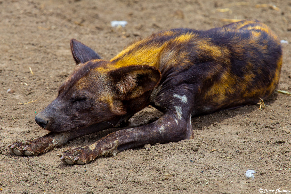 Painted wolf taking a nap.
