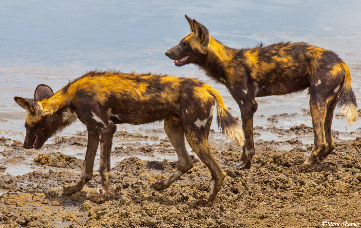 These are very colorful animals.