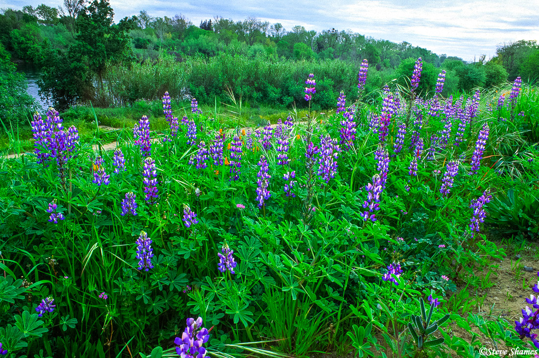 A thick stand of lupines along the American River levee.