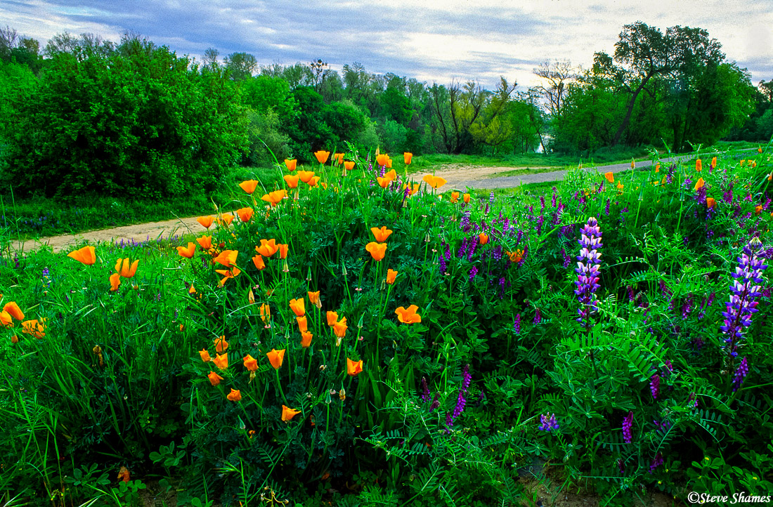 For a few weeks, the levee of the American River is saturated with poppies and lupines.