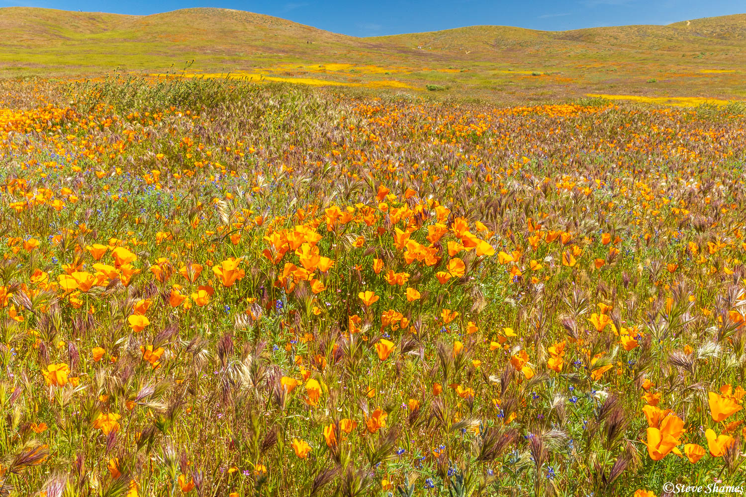 Walking around in the Antelope Valley Poppy Reserve -- I have never seen so many poppies, spread out all over.