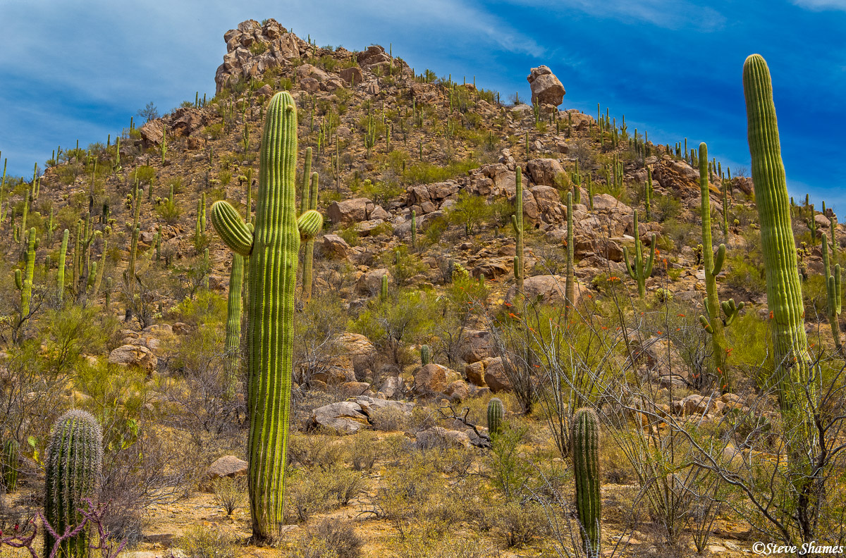 A nice cactus scene at Saguaro National Park.