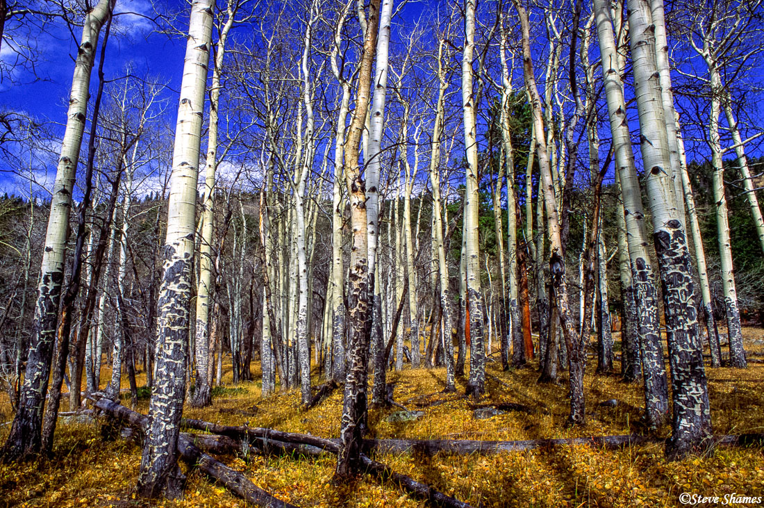 A little forest of bare white aspen trees.