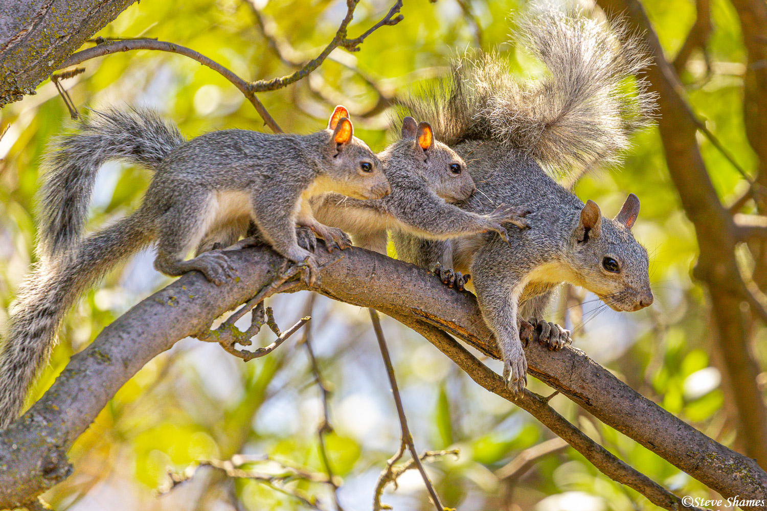 A delightful little squirrel family in a backyard tree.