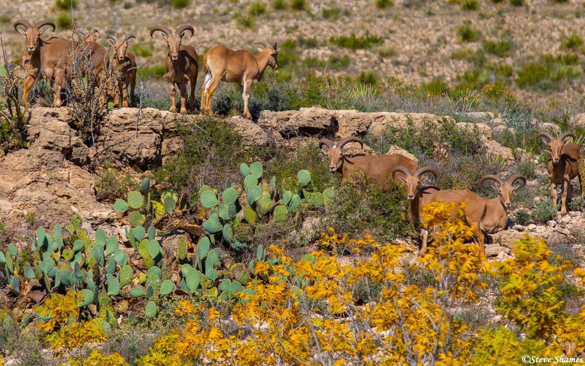 This was along the Walnut Canyon Desert Drive&nbsp;within the national park. We thought these were big horns at first, but they...