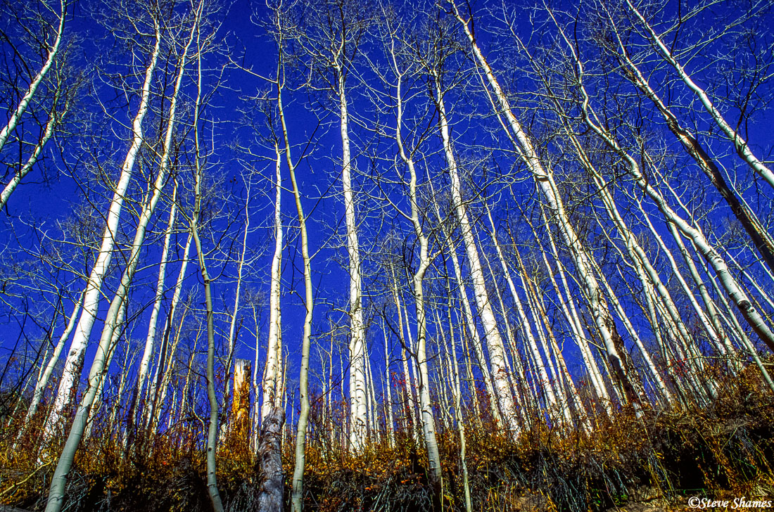 I liked the way these bare white aspen trees looked against the dark blue sky.