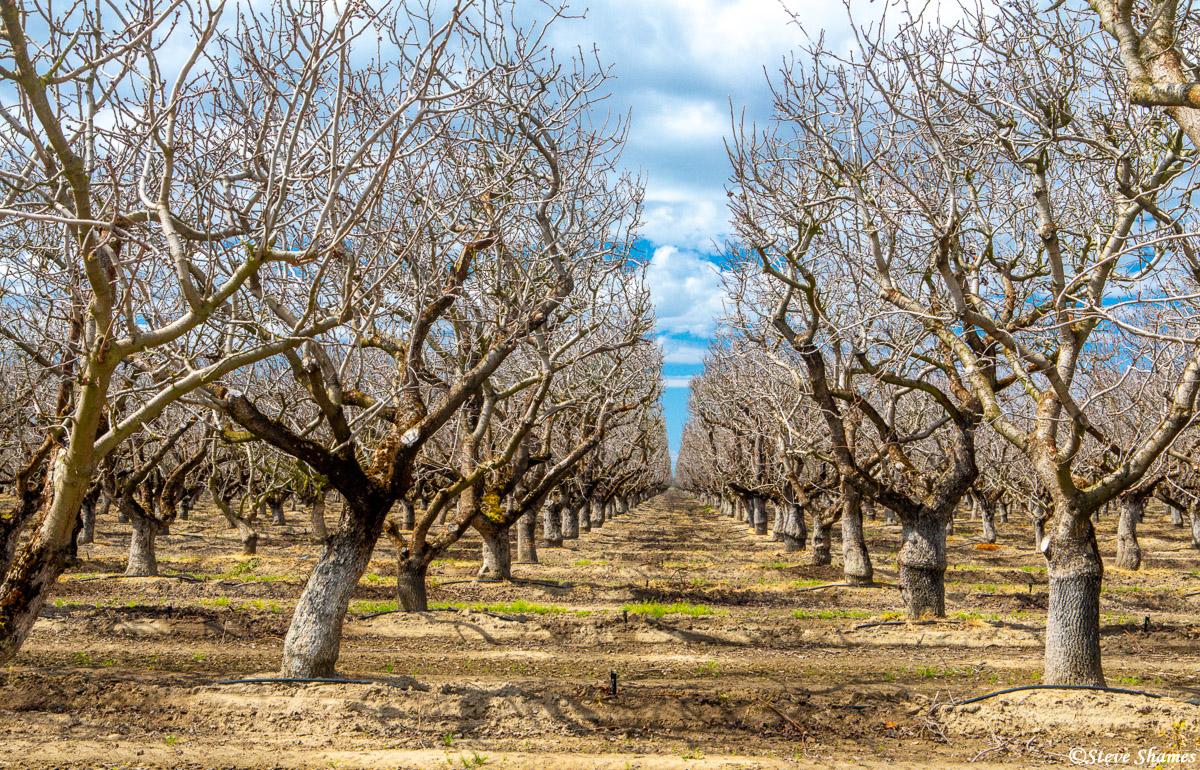 The bare branches gives this orchard a unique look.