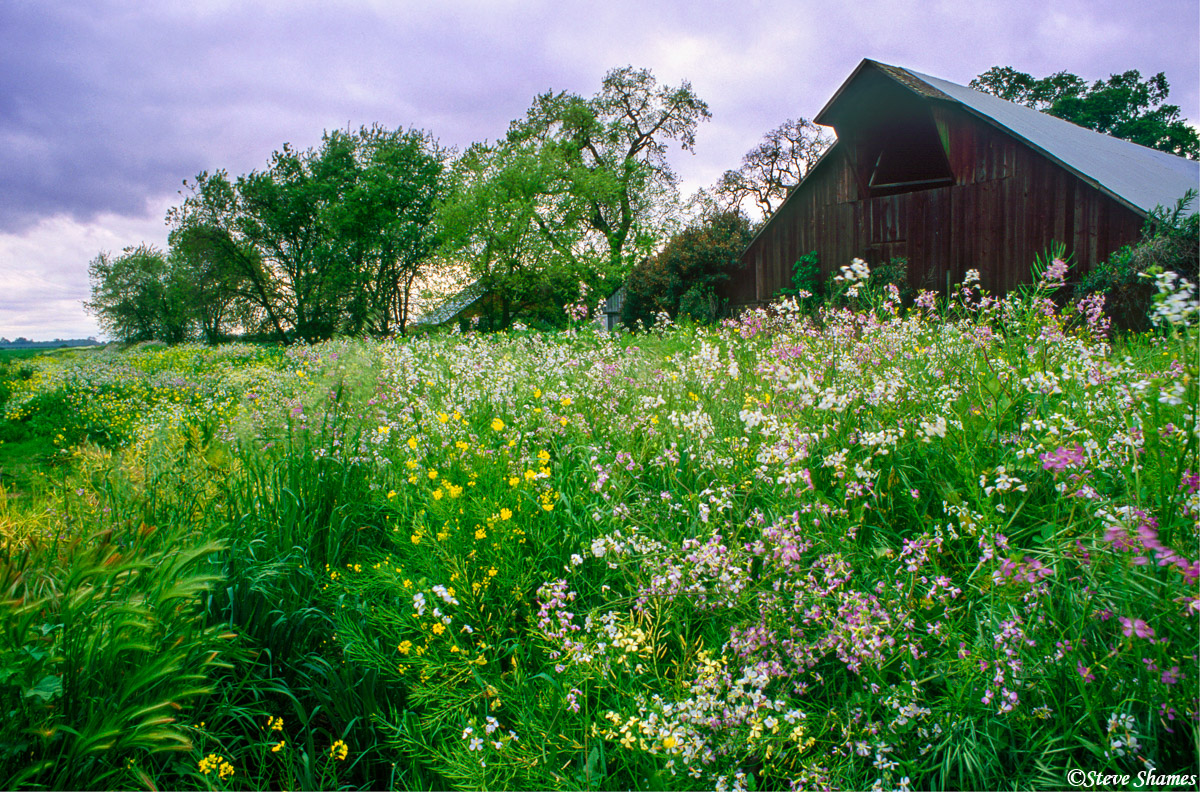 A lush display of wild radish highlight this barn scene.