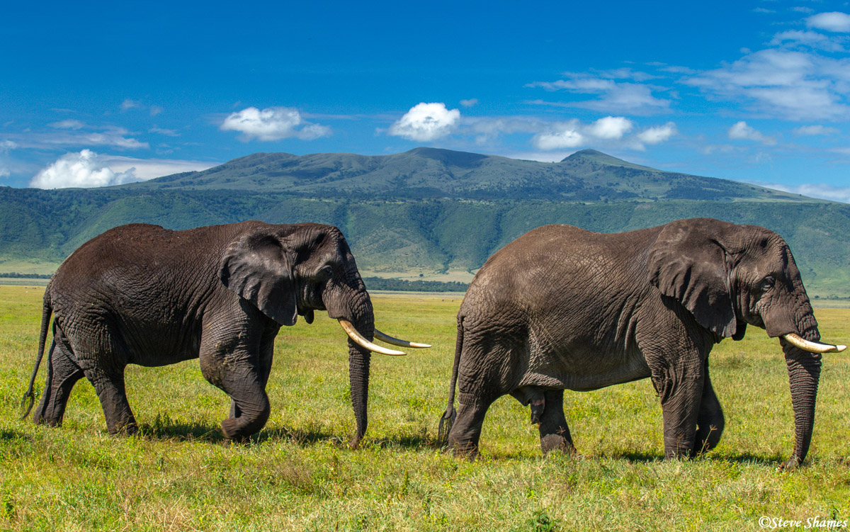 These are big elephants. The bulls tend to hang out together.