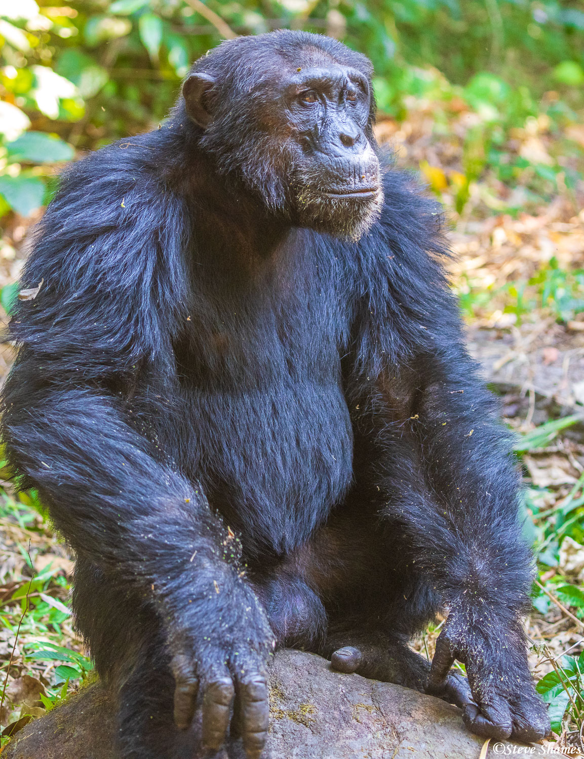 A big male chimpanzee sitting on a rock at Mahale.