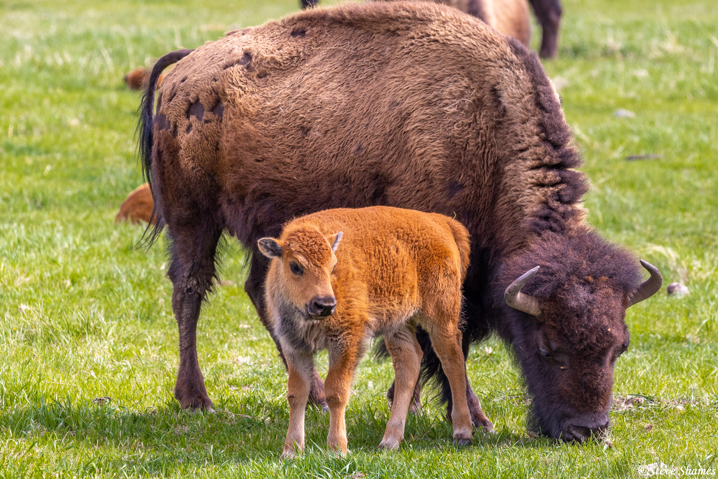 Bison mother and calf at Custer State Park.