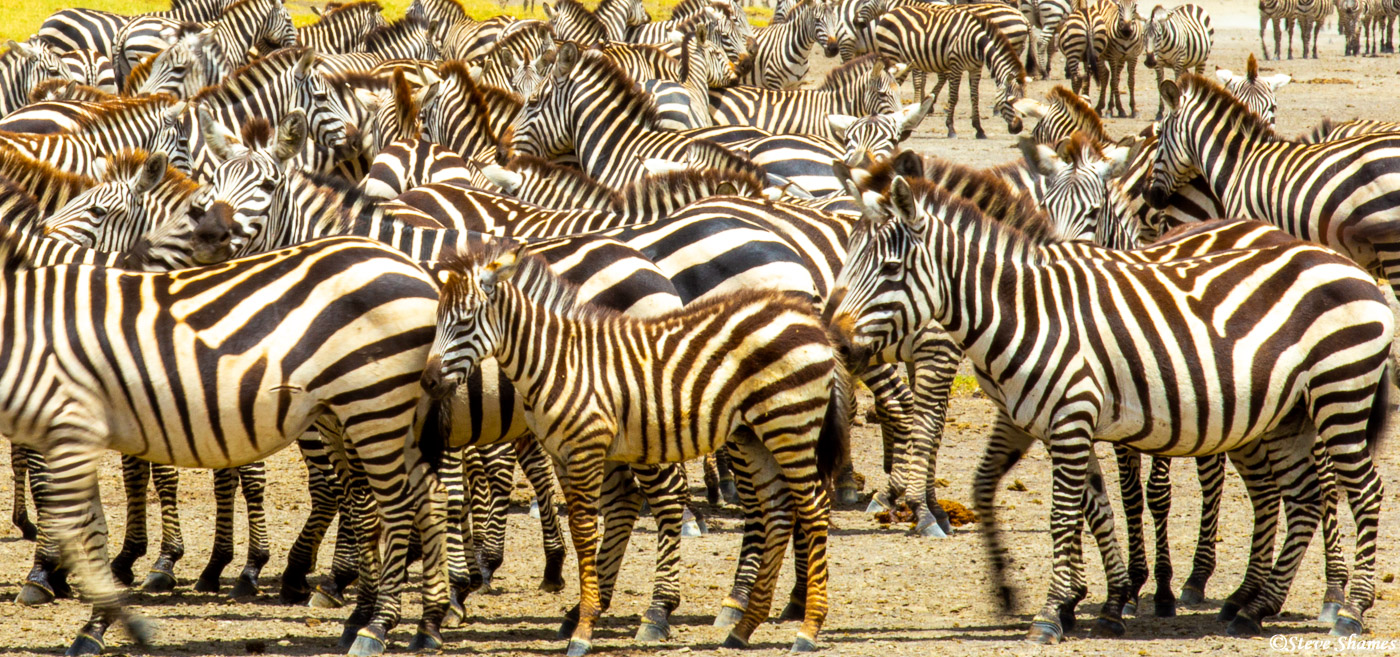 A tight in cluster of zebras gets to be an unclear vision of black and white lines.