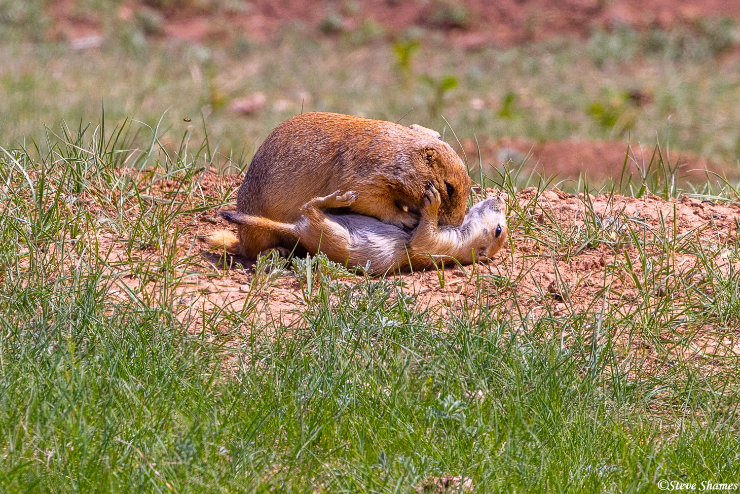 Life in a Black Hills prairie dog town. A mother grooming her pup.