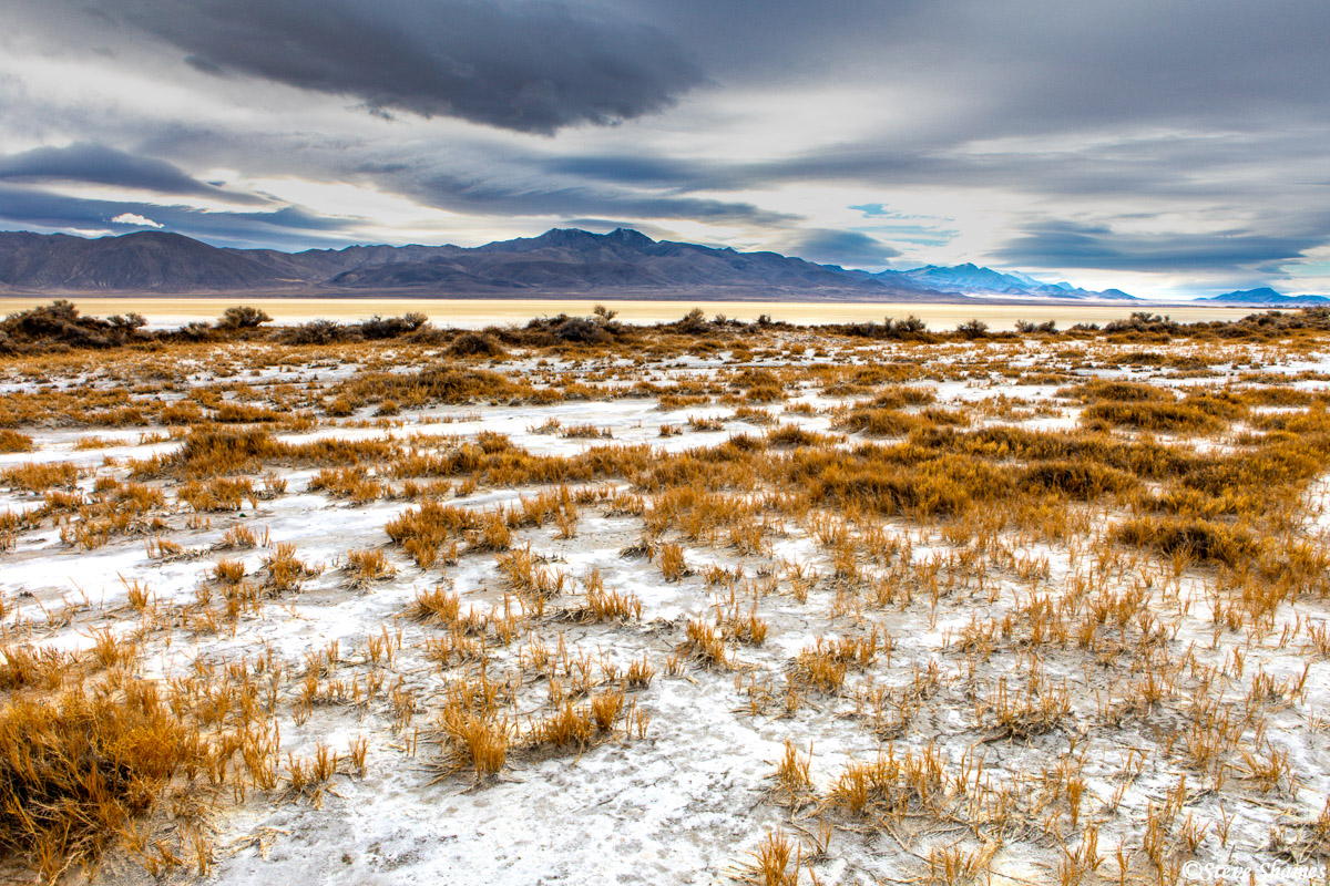 The open flat areas where nothing grows is called "The Playa", but there are spots on the side where vegetation takes hold.