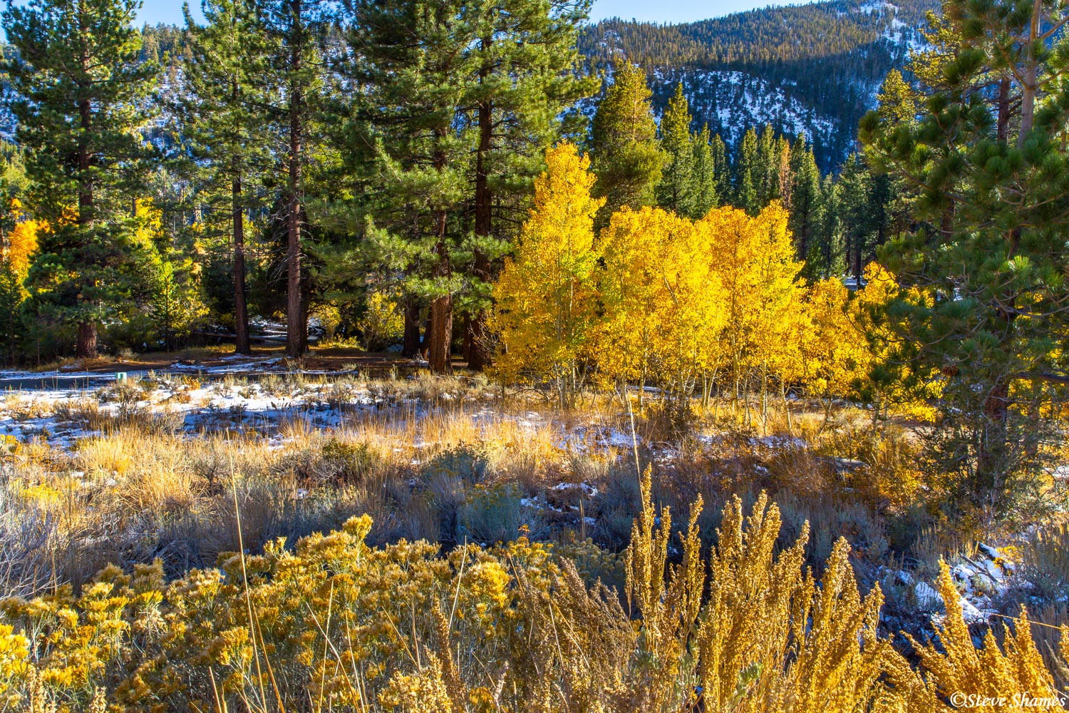 These yellow trees with the sunlight coming through them, are really blazing!