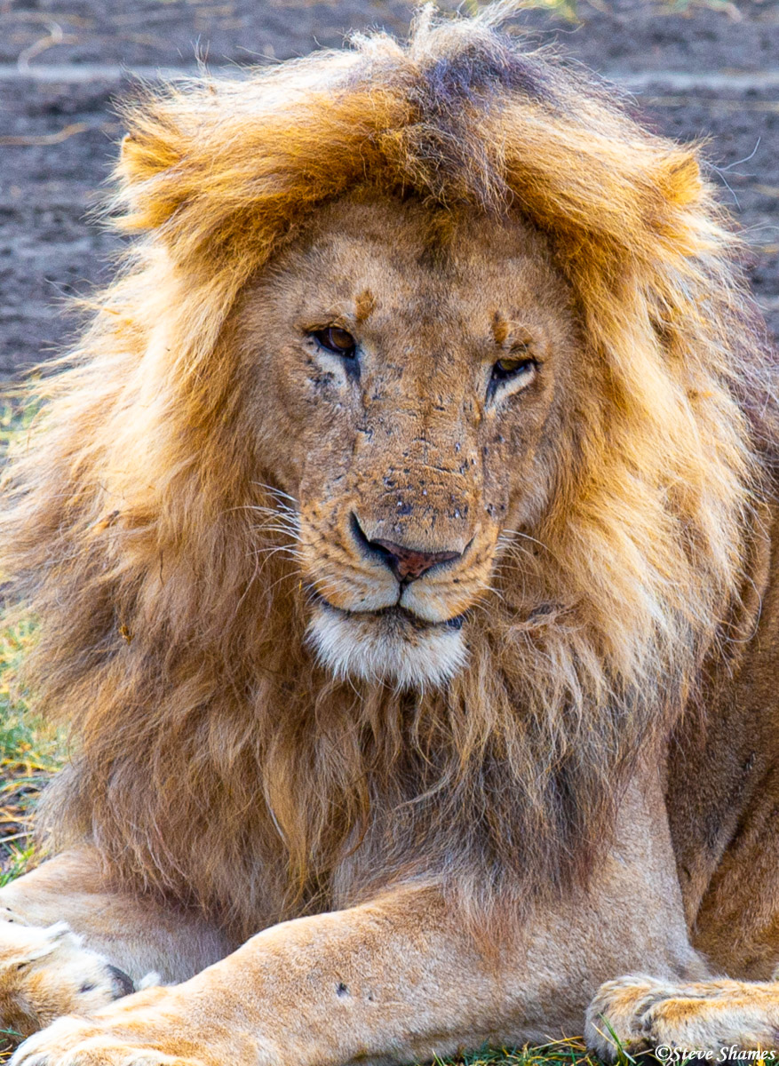 I call this sleepy headed lion "Blondie". During the day they do most of their sleeping. Hunting is more of a night thing.