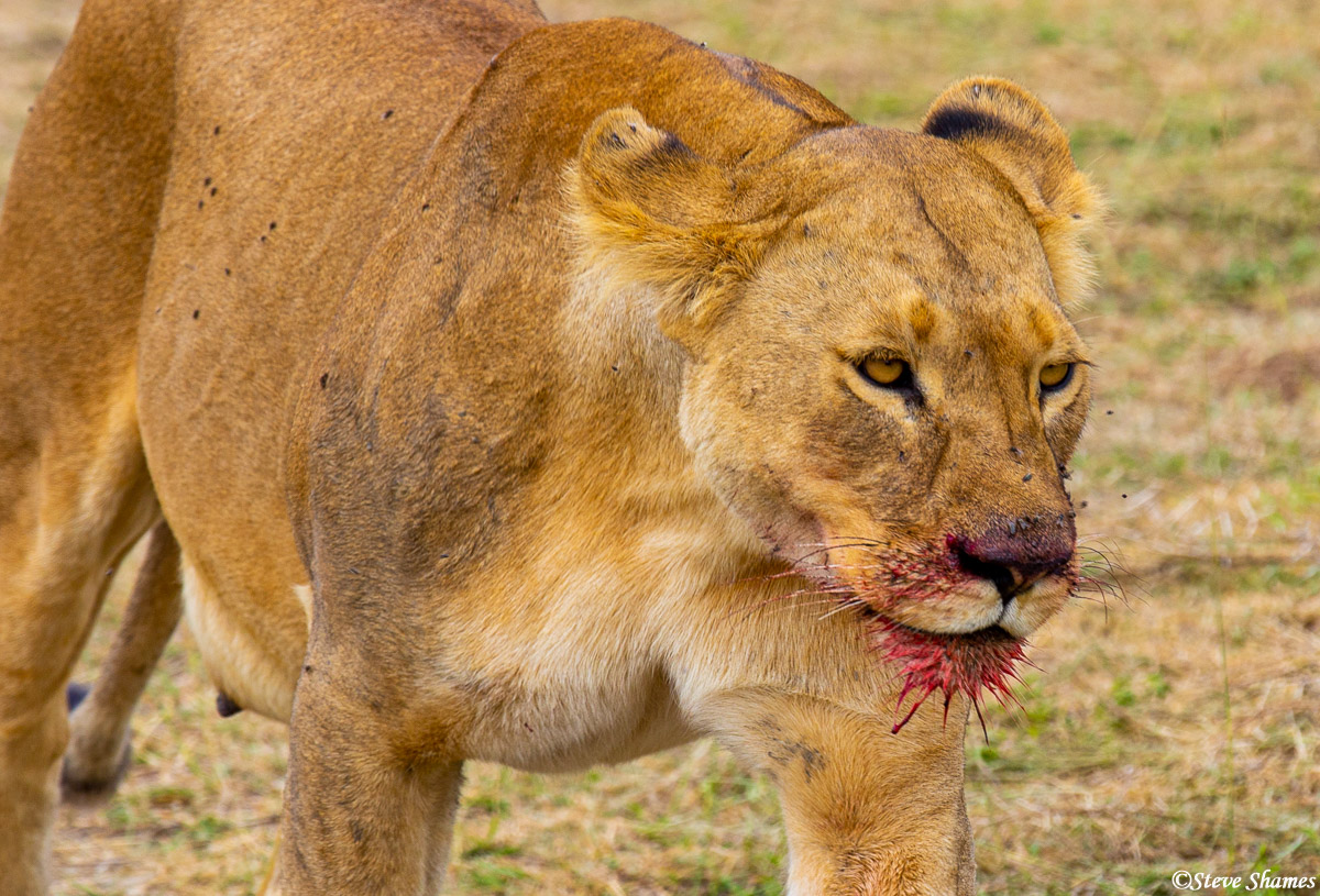 A lioness after feeding on a zebra.