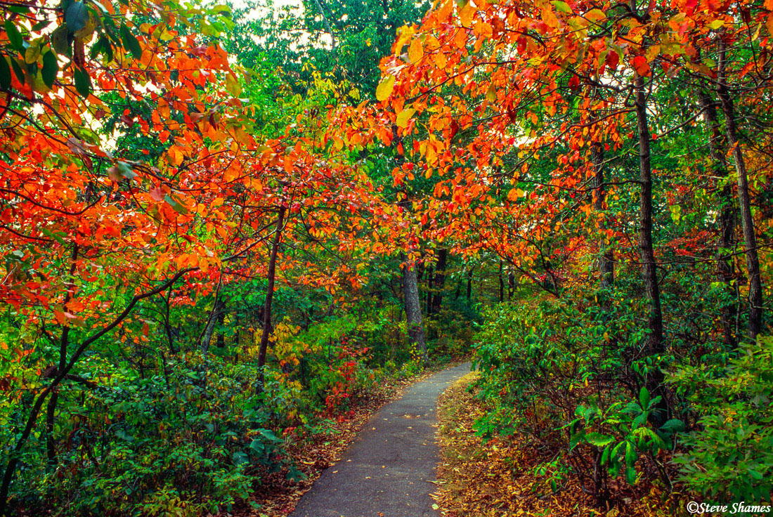 Fall colors in the Virginia section of the Blue Ridge Parkway.