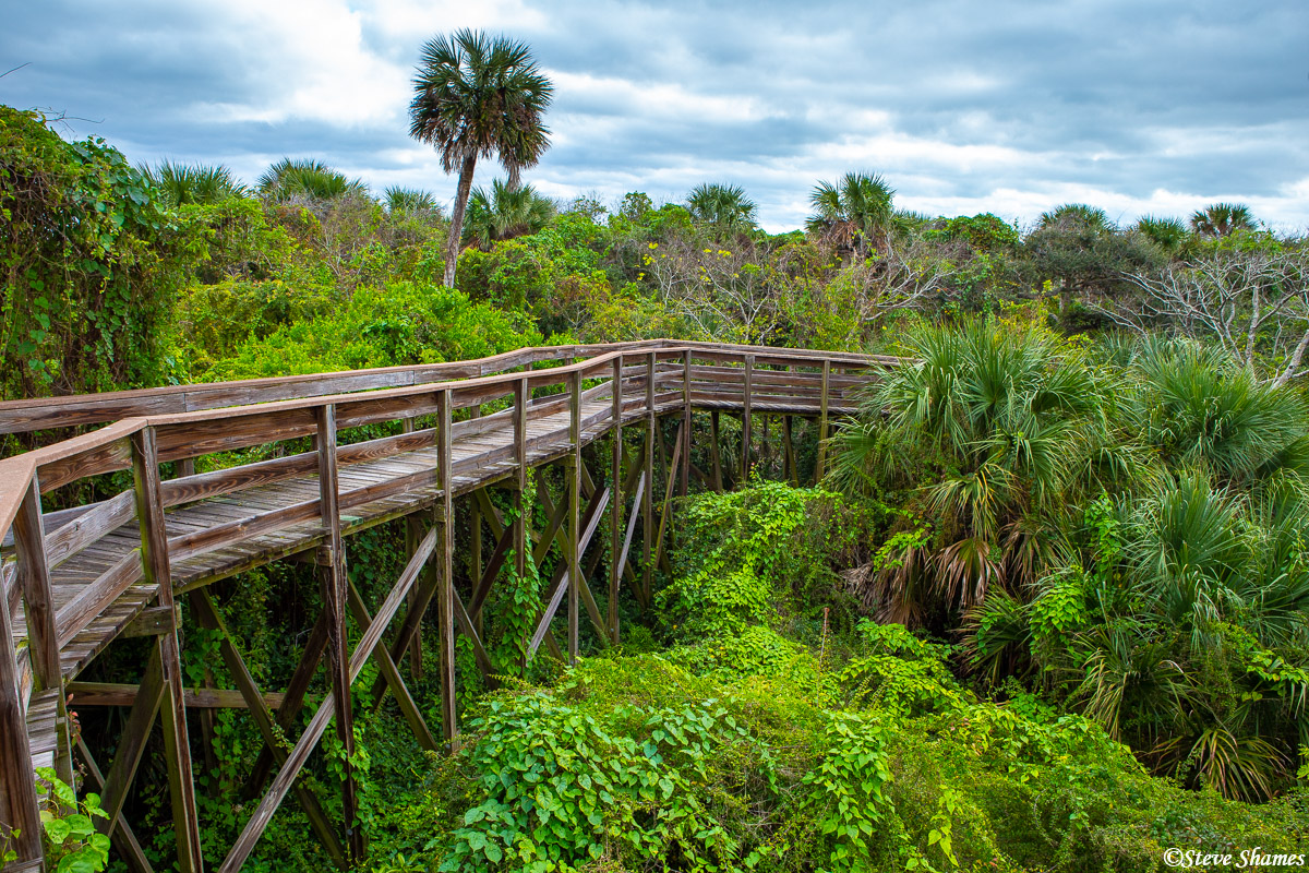 Florida is so thick with lush green vegetation. This was a very scenic boardwalk.