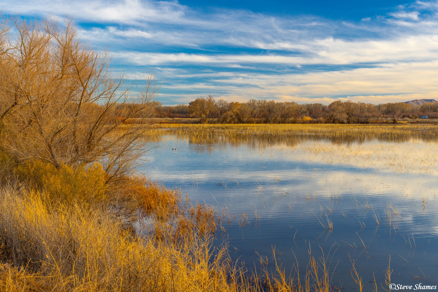 New Mexico wetlands! I like the reflection of that great sky in the water.
