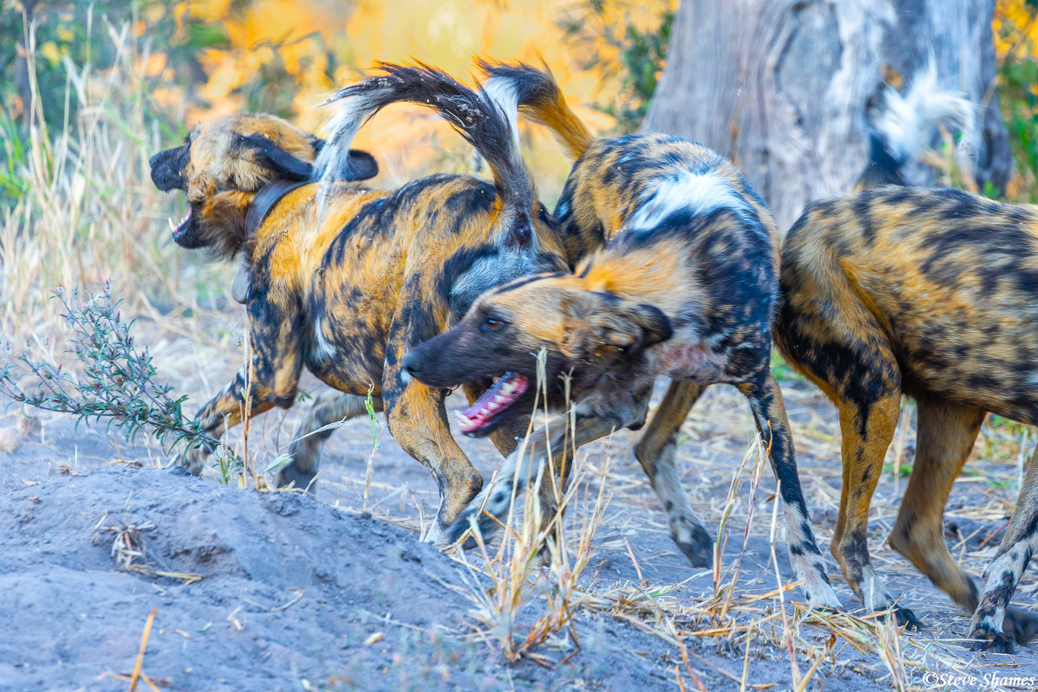 An African wild dog pack, so happy to see each other!