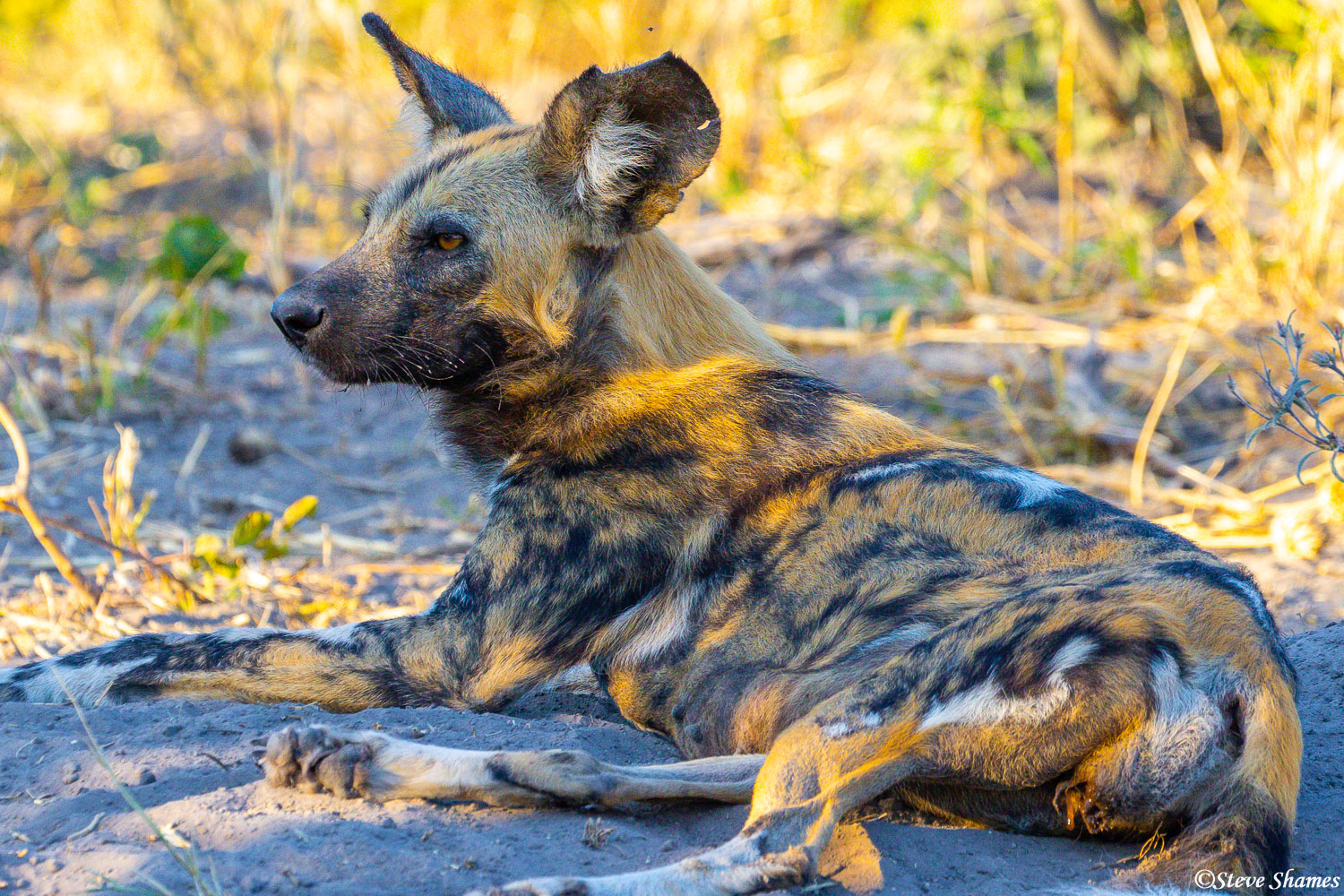 Here is an African wild hunting dog. There are not many of these left, so it is rare to see them.