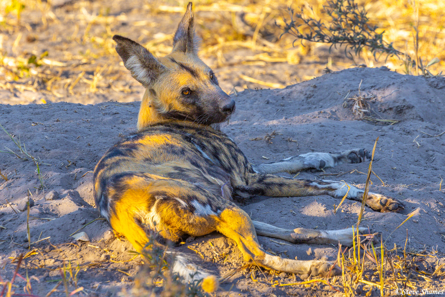 Here is the alpha female of the wild dog pack. She stays at home with the pups, who are hiding in the den at this moment.