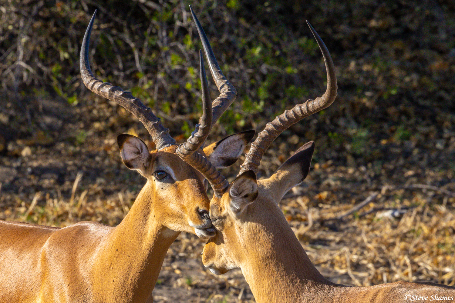 Bachelor impalas, having a little bro-mance.