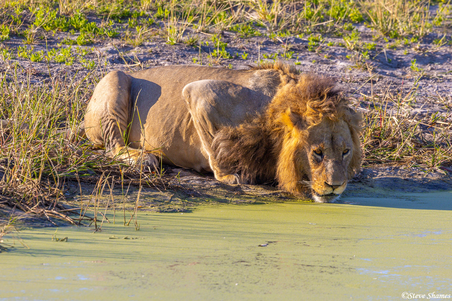 Big lion getting a drink of water. He does not seem to mind the green slime covering the water.