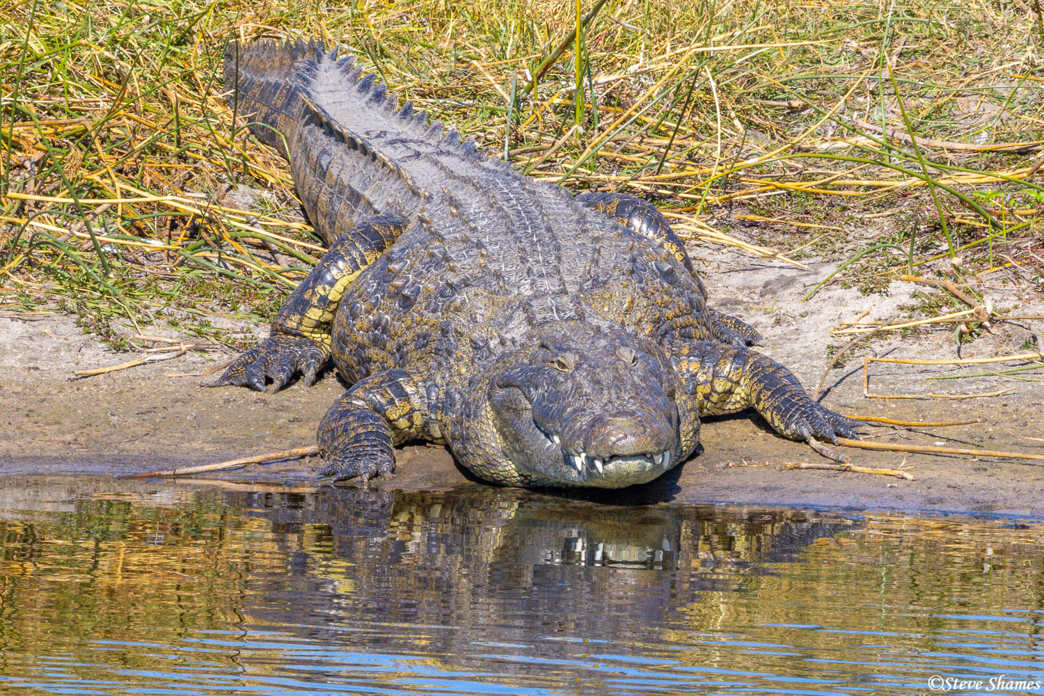 Head on, with a Boteti River crocodile