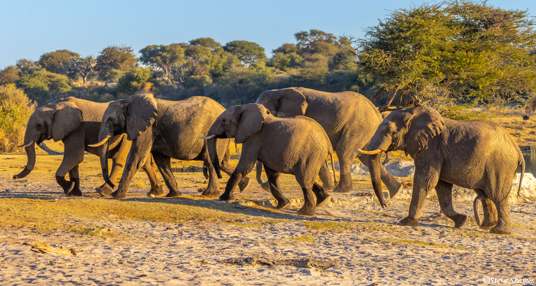 A group of bull elephants out for a swinging good time.